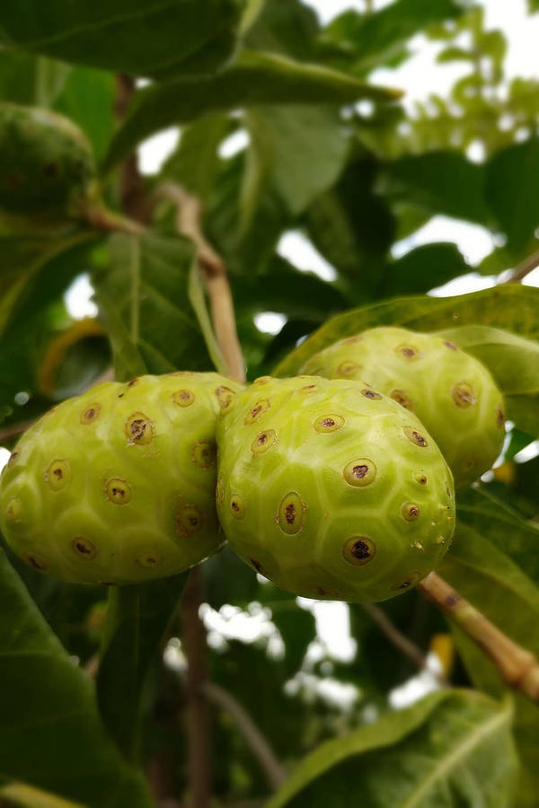 Fresh Noni Fruits Hanging From A Branch Wallpaper