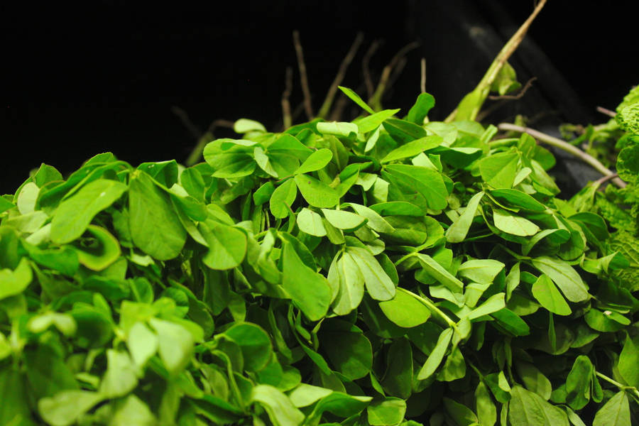 Fresh Organic Green Fenugreek Leaves Wallpaper