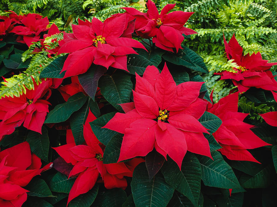 Fresh Poinsettia Plant Wallpaper