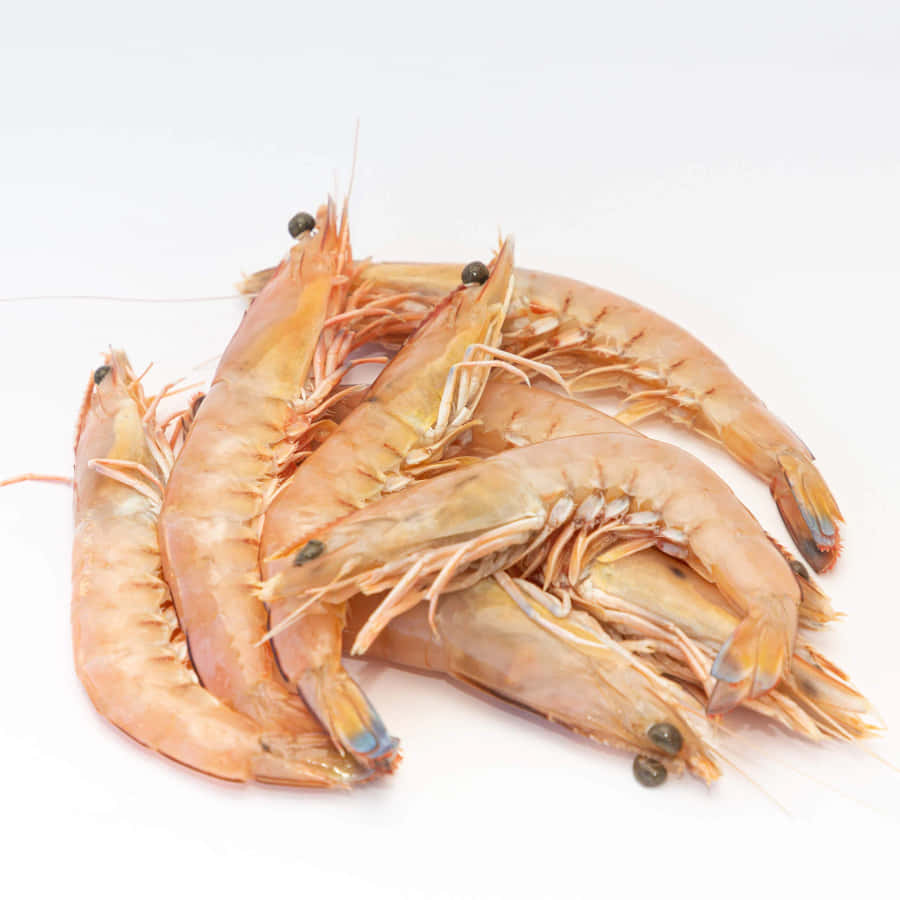 Fresh Prawns White Background Wallpaper