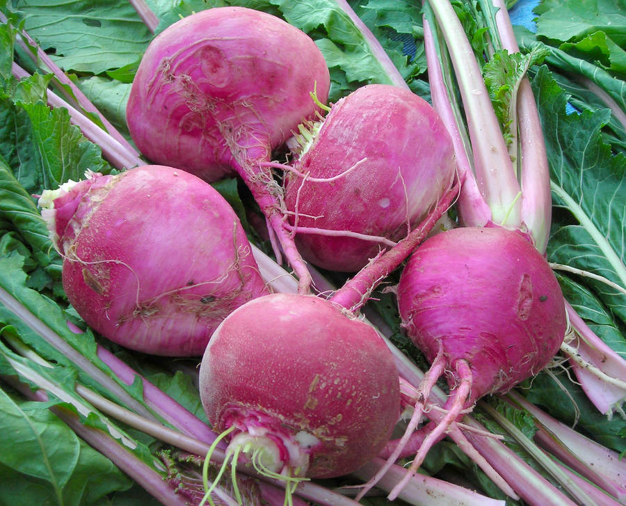 Fresh Scarlet Turnip Wallpaper