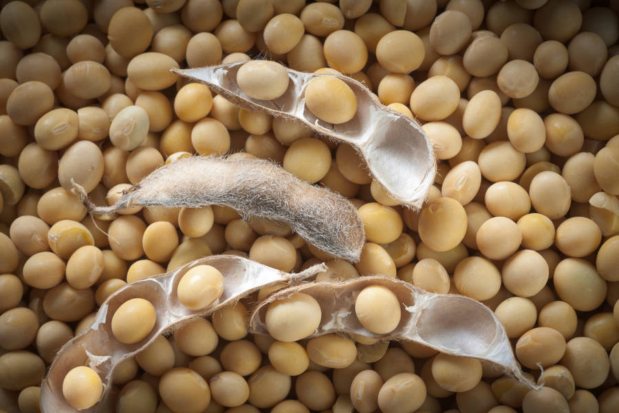 Fresh Soy Beans Wallpaper