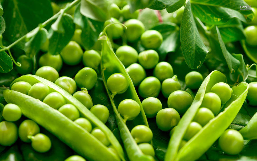 Fresh Vegetable Green Peas Opened Pod Wallpaper