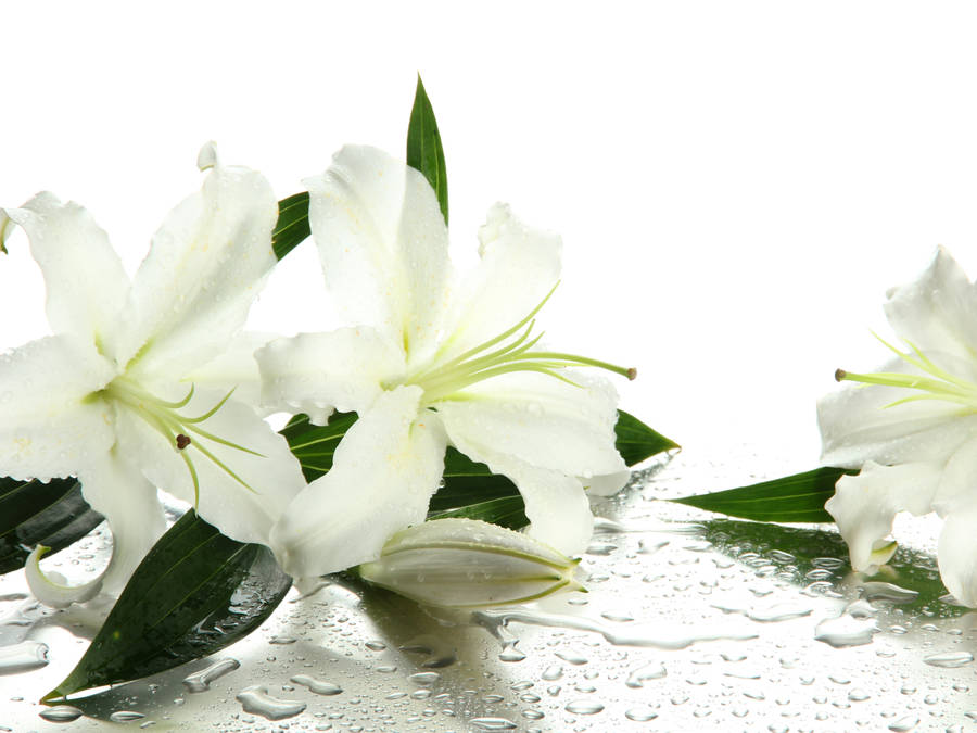 Fresh White Lily Flowers Wallpaper