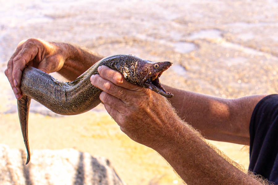 Freshly Caught Mediterranean Moray Eel Fish Wallpaper