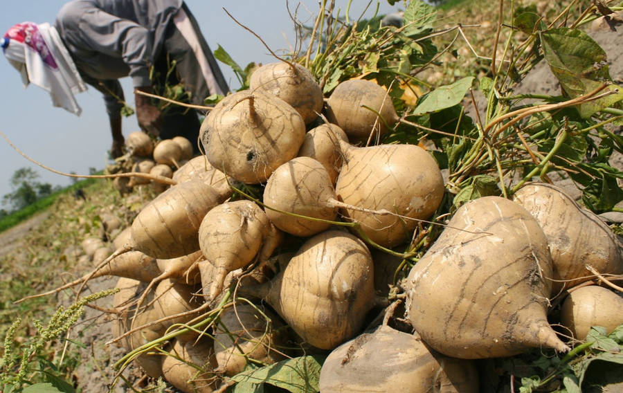 Freshly Dug Out Jicama Turnips In The Field Wallpaper