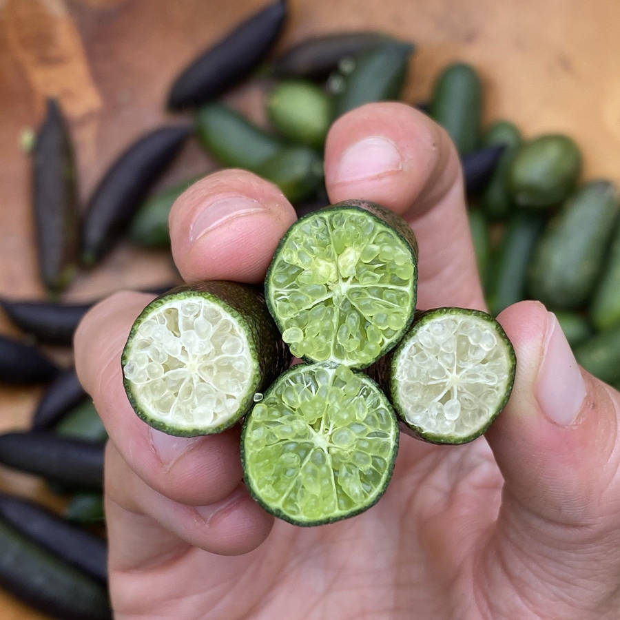 Freshly Opened Finger Limes Held In Hand Wallpaper