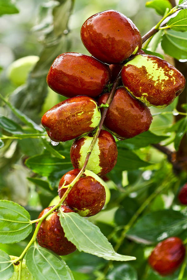 Freshly Picked Jujube Fruits On Branch Wallpaper