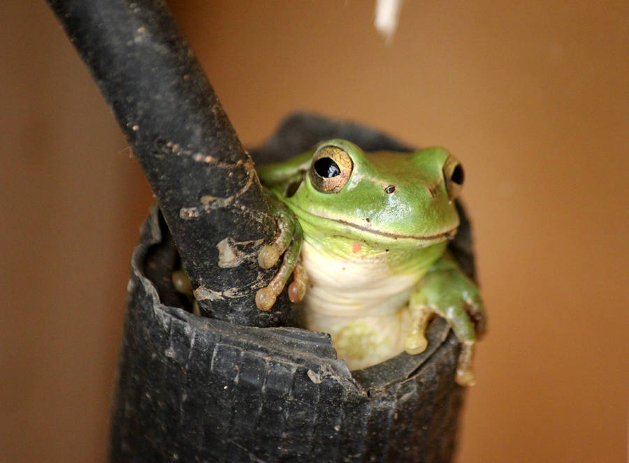 Frog On Black Plastic Pot Wallpaper