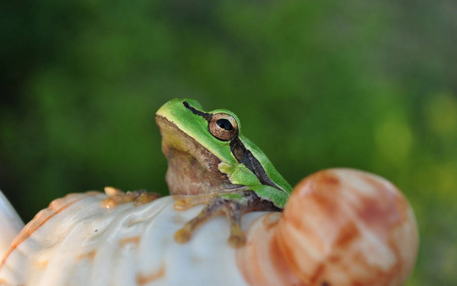 Frog On Shell Wallpaper