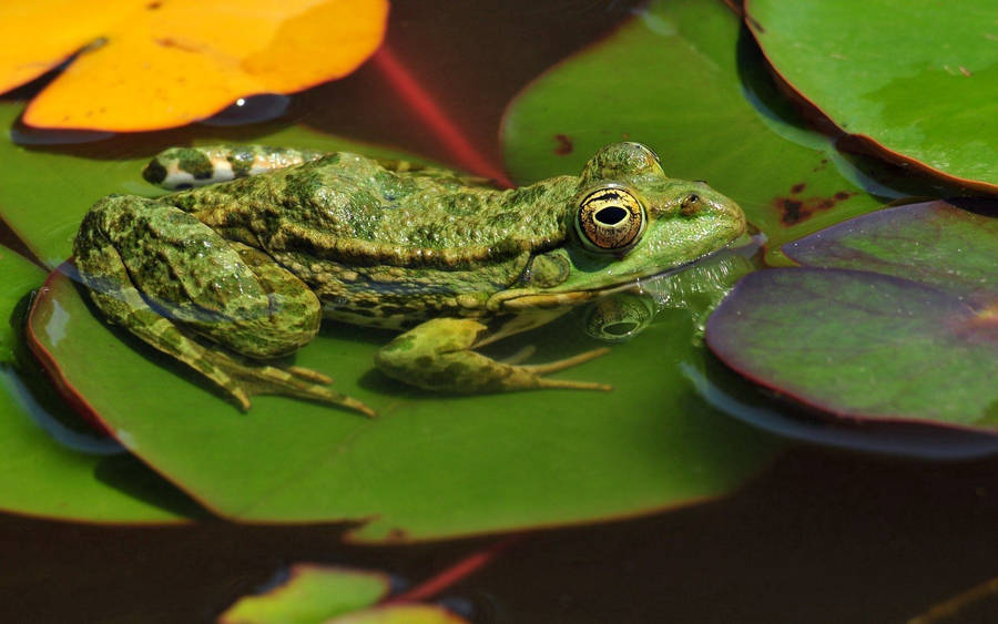 Frog On Water Lily Leaves Wallpaper