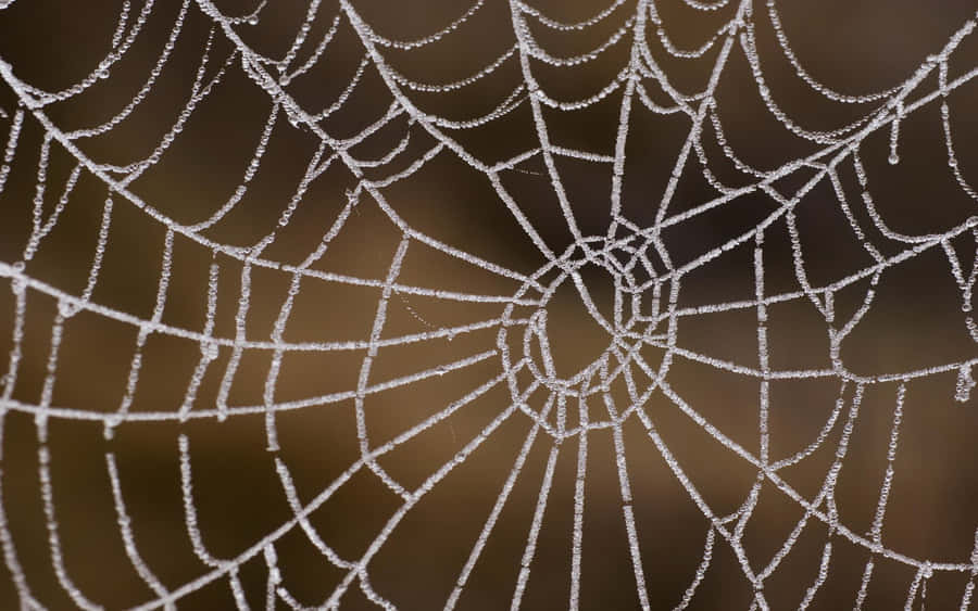 Frost Covered Spider Web Wallpaper