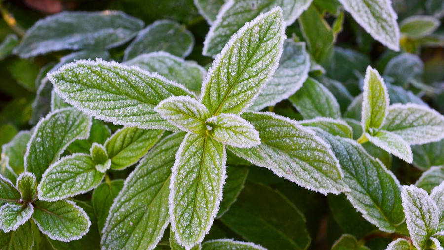 Frosted Mint Leaves Wallpaper