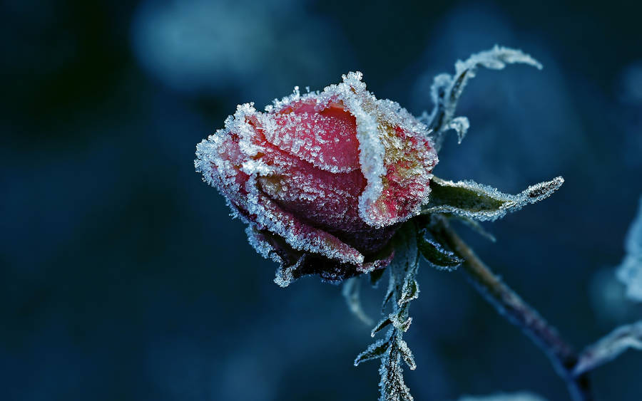 Frozen Beautiful Flower Wallpaper