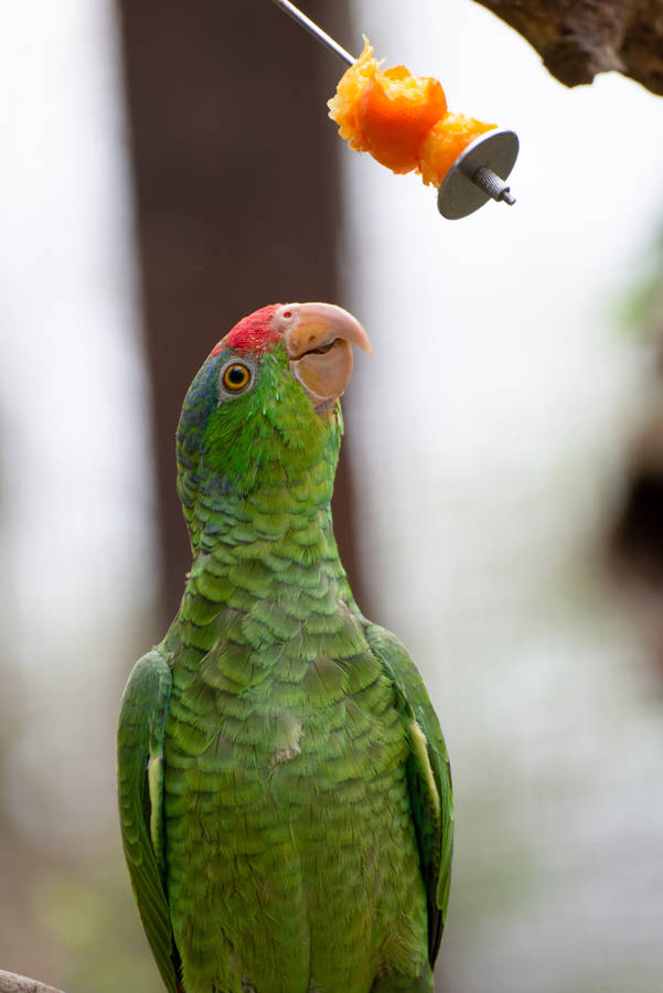 Fruit Feeding Green Parrot Hd Wallpaper