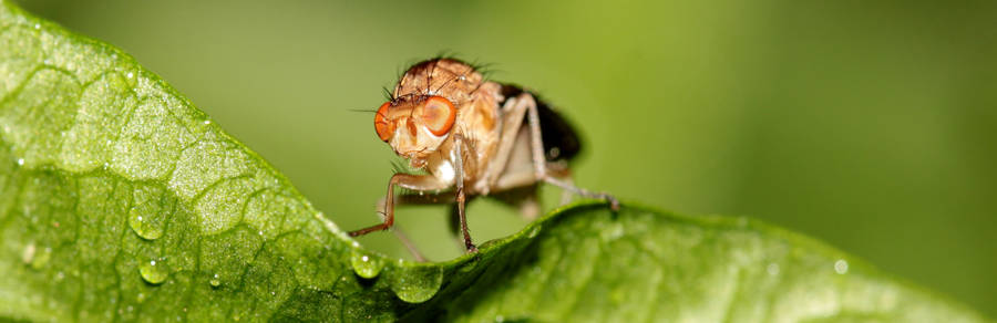 Fruit Fly Wallpaper