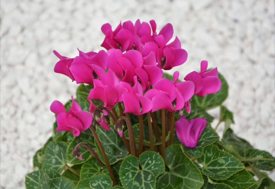 Fuchsia Cyclamen Flower Wallpaper