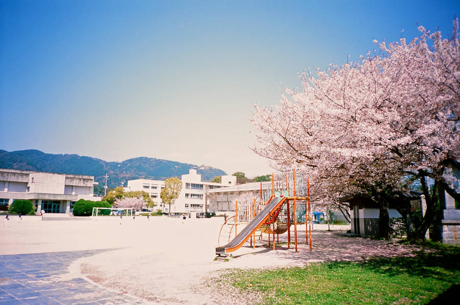 Fukuoka Park And Sakura Tree Wallpaper