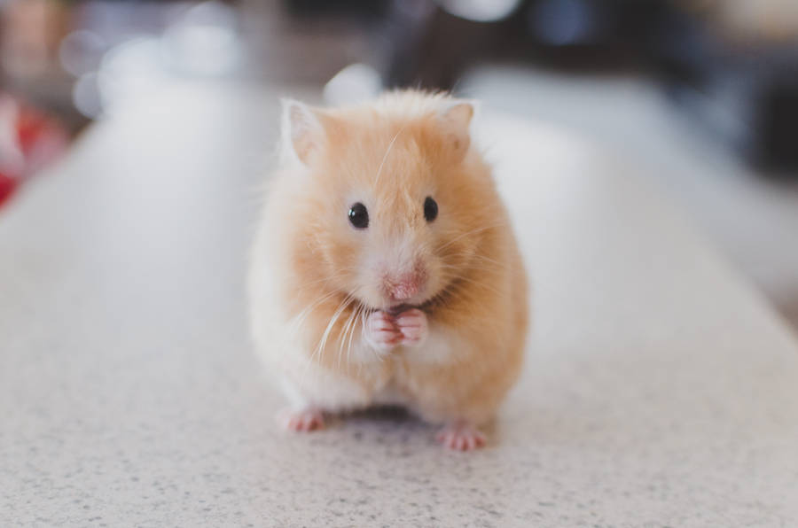 Full 4k Desktop Cute Hamster Wallpaper