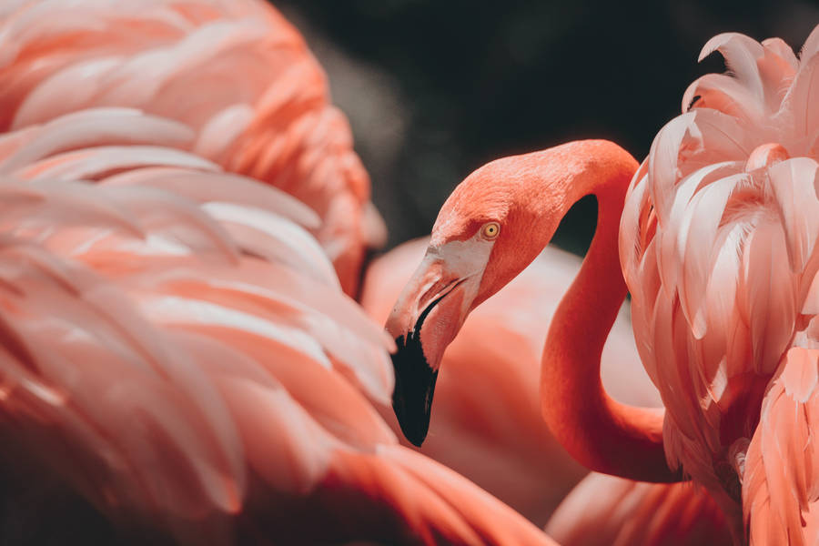 Full 4k Desktop Flamingo Wallpaper