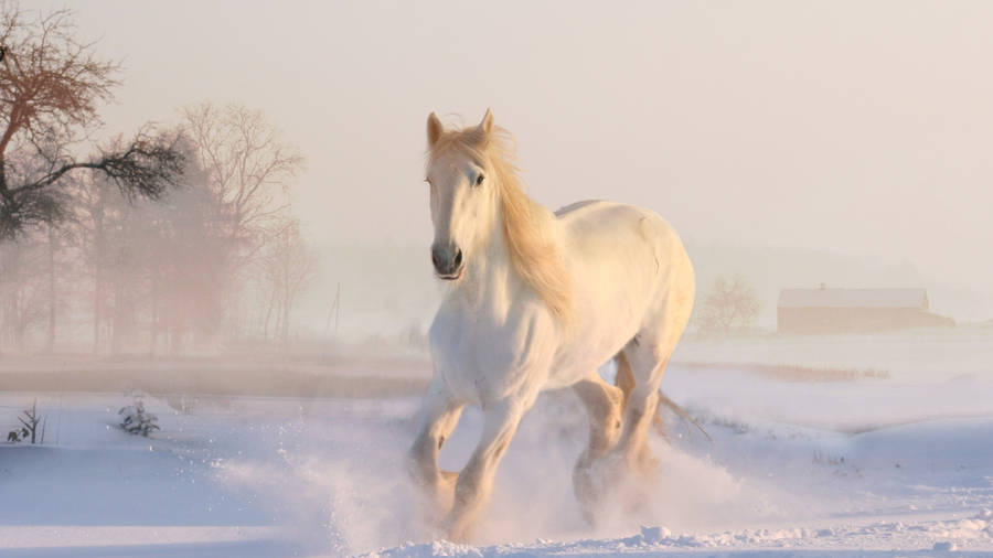 Full 4k Winter Horse Wallpaper