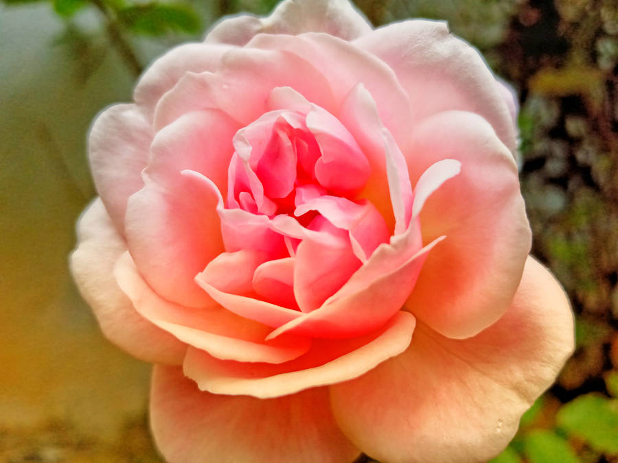 Full Bloom Pink Rose Hd Wallpaper