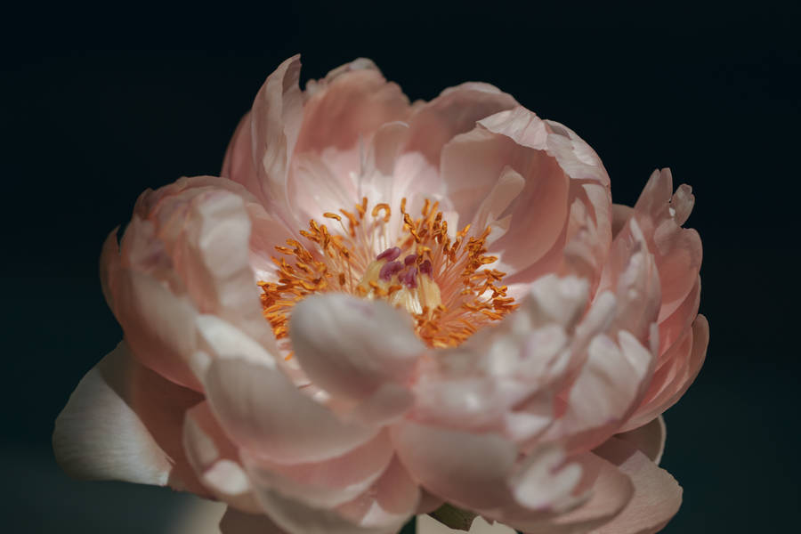 Full Bloom Pretty Pink Peony Flower Wallpaper