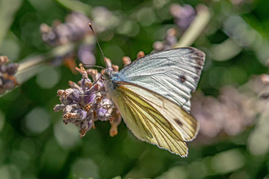 Full Hd Butterfly Purple Flower Shrub Wallpaper