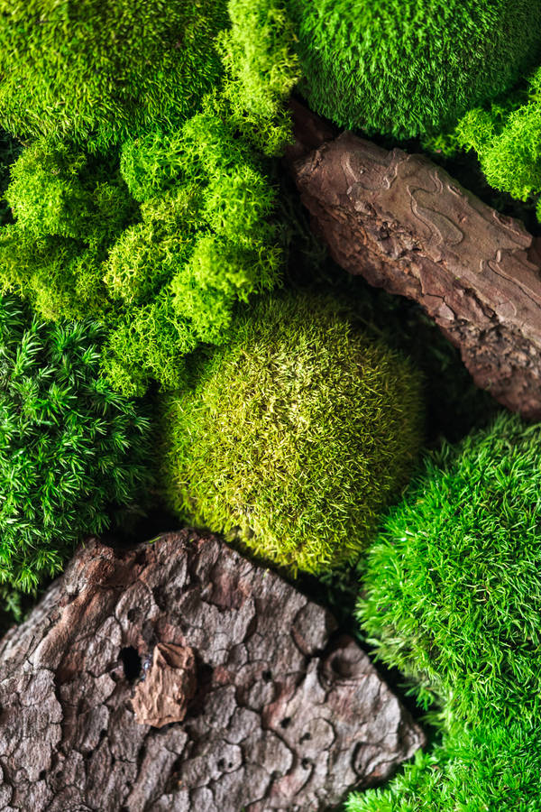 Full Hd Phone Pincushion Moss Closeup Wallpaper