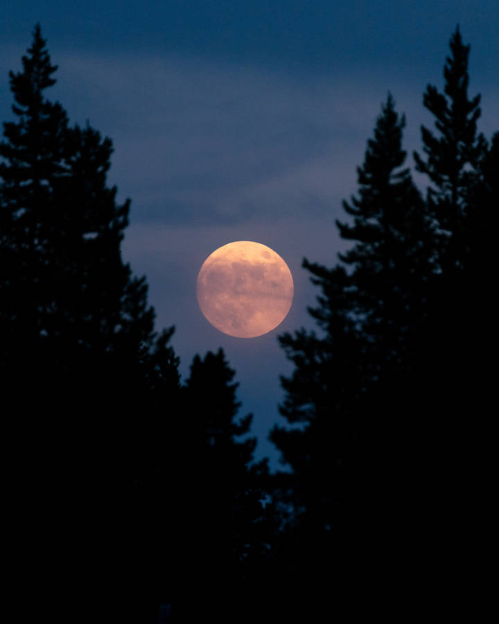 Full Moon Amongst Trees Wallpaper