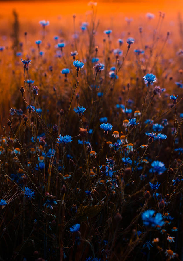 Full Screen 4k Flowers Blue Cornflowers Wallpaper