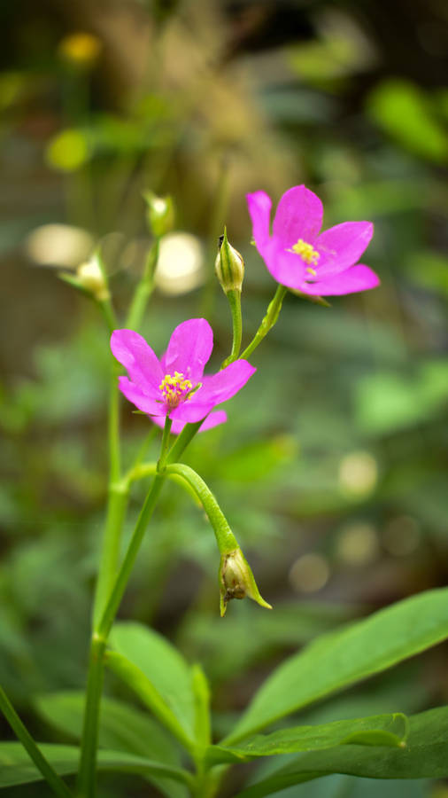 Full Screen 4k Flowers Calandrinia Portait Wallpaper