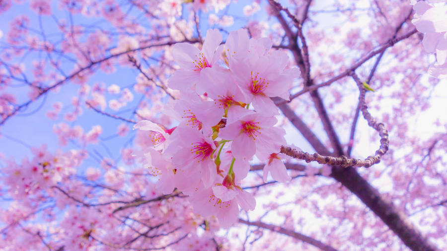 Full Screen 4k Flowers Cherry Blossoms Wallpaper