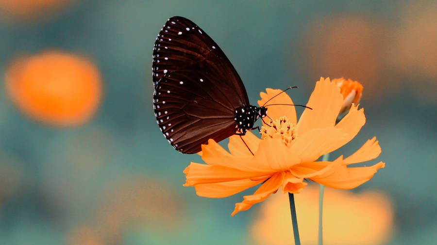 Full Screen 4k Flowers Cosmos And Butterfly Wallpaper