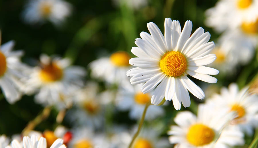 Full Screen 4k Flowers Daisy Wallpaper