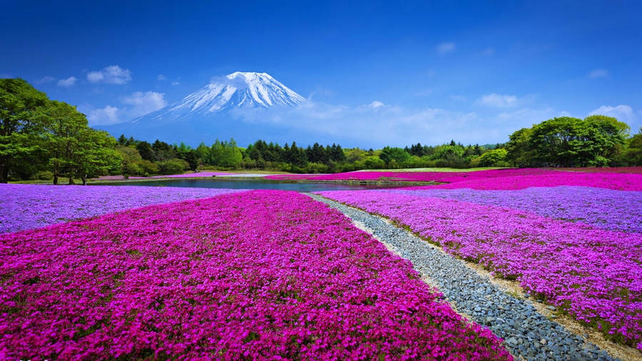 Full Screen 4k Flowers Field Mount Fuji Wallpaper