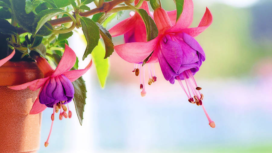 Full Screen 4k Flowers Hybrid Fuchsia Wallpaper