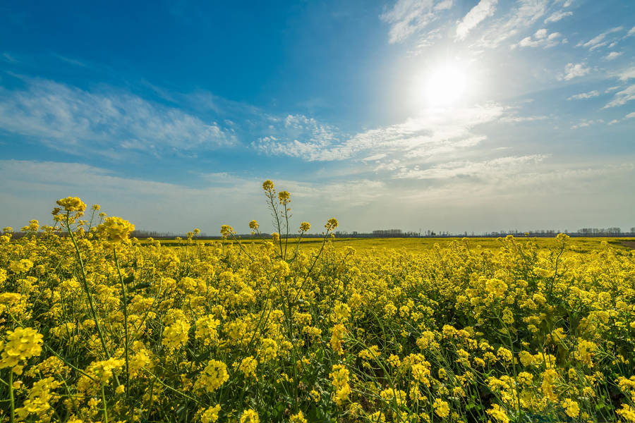 Full Screen 4k Flowers Rapeseed Field Wallpaper