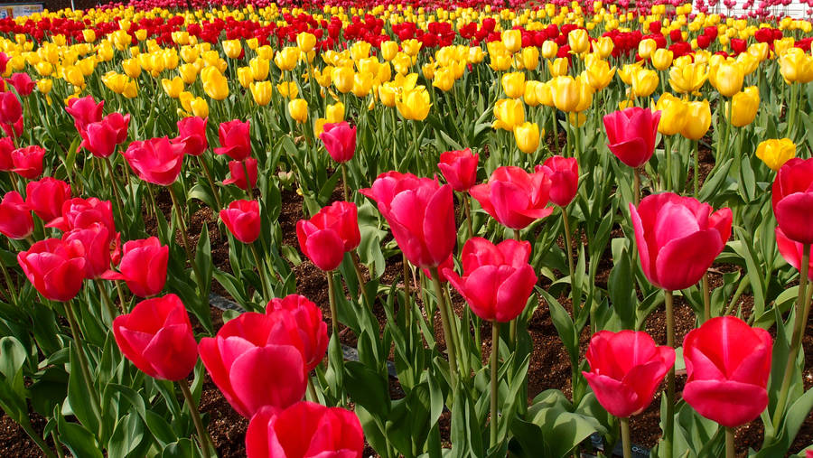 Full Screen 4k Flowers Tulip Field Wallpaper