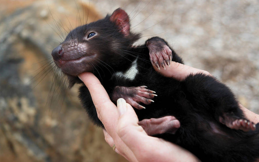 Fun Animals Wiki, Videos, Picture, Stories: Tasmanian Devil Wallpaper