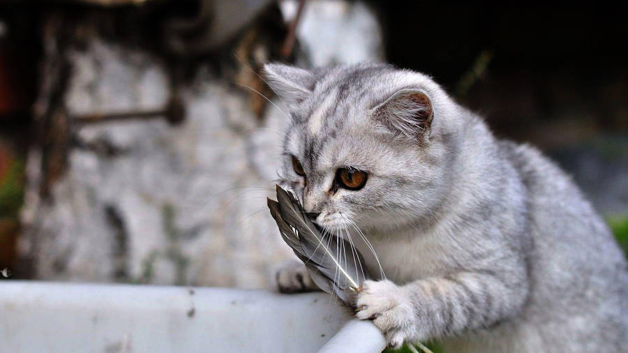 Funny Cat Sniffing Feather Wallpaper