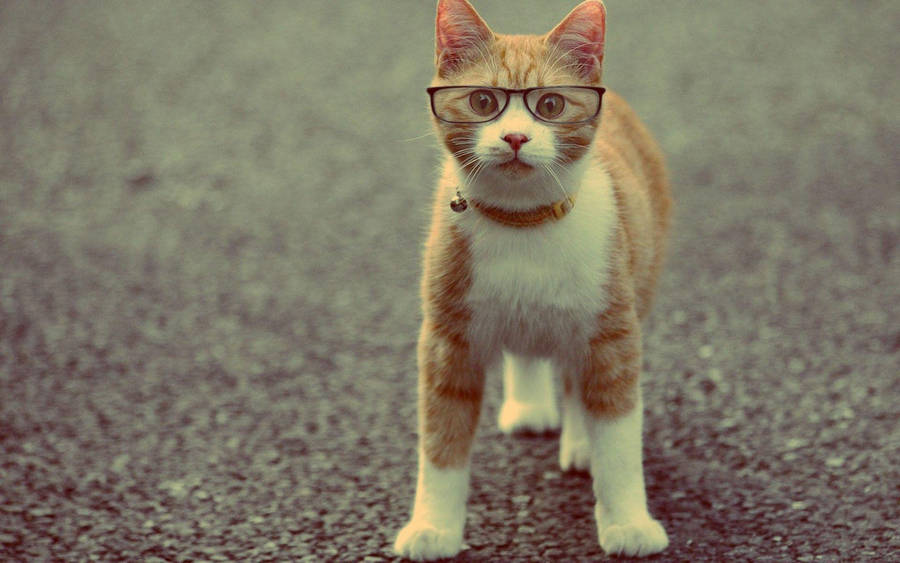 Funny Cat Wearing Glasses Wallpaper