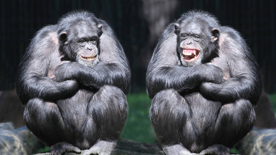 Funny Chimpanzees Smiling Face Wallpaper