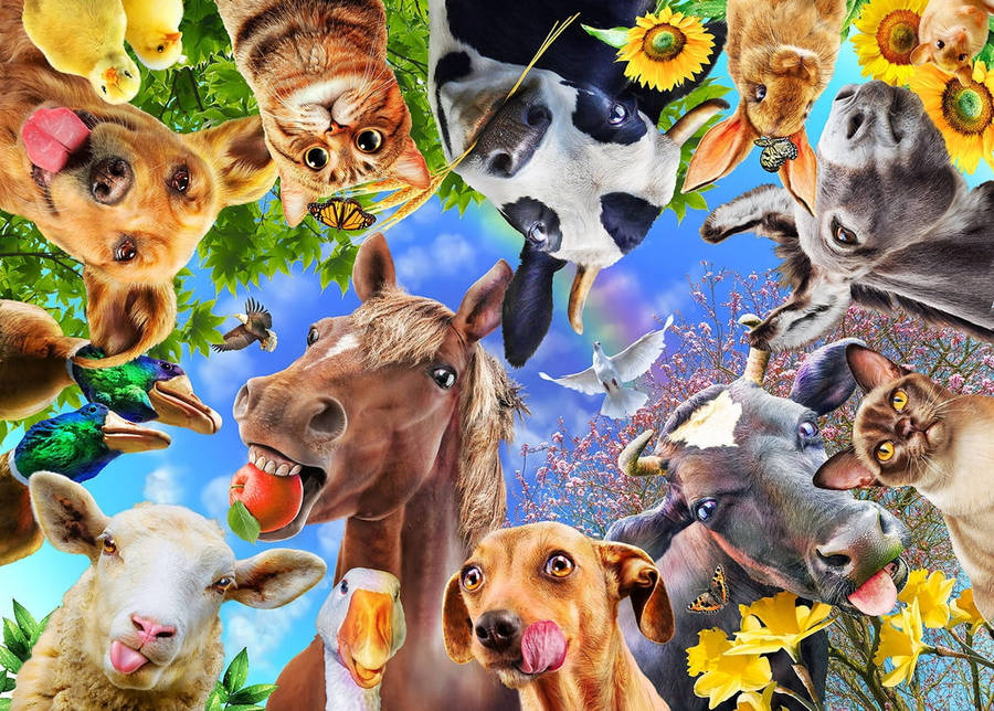 Funny Farm Animals Wacky Faces Wallpaper