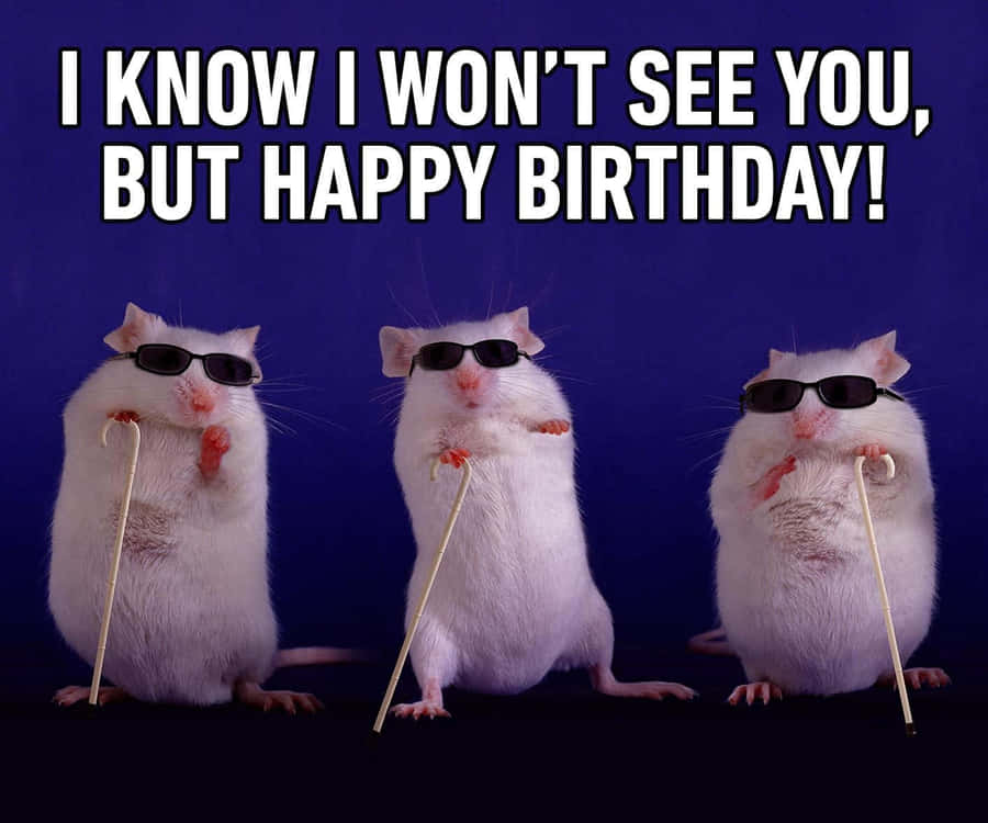 Funny Hamsters Celebrating Birthday Wallpaper