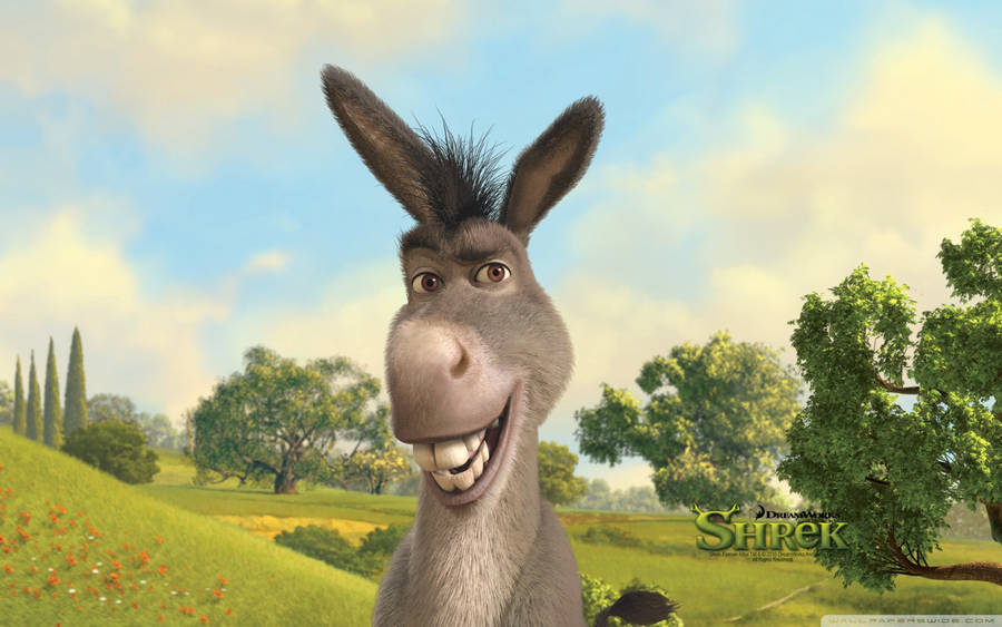 Funny Smiling Donkey Wallpaper