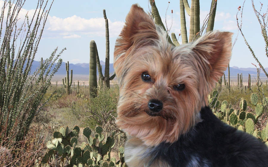 Funny Yorkshire Terrier In Desert Wallpaper