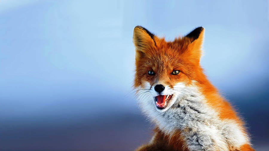 Furious White Orange Fox Hd Wallpaper