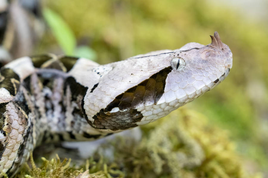 Gaboon Viper Beautiful Reptile Side View Angle Wallpaper