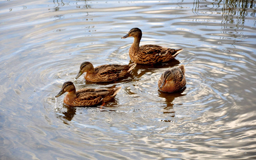 Gadwall Duck In Water Wallpaper